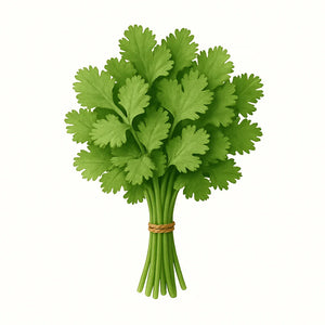 Cilantro