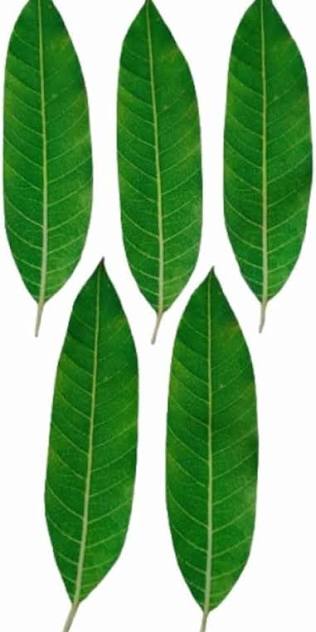 Mango Leaves (pack of 5)